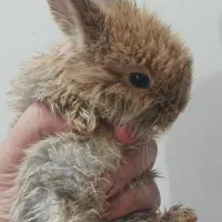 حراج بچه خرگوش لوپ اصیل و بسیار اهلی وباهوش|موش و خرگوش|دزفول, |دیوار