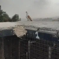 کبوتر بوم|پرنده|شاندیز, |دیوار