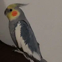 عروس هلندی نر