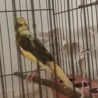 قناری|پرنده|ساروق, |دیوار