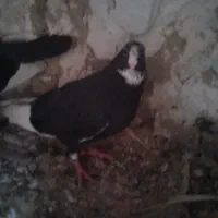 کبوتر|پرنده|زرند, |دیوار