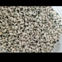 لوبیا چشم بلبلی