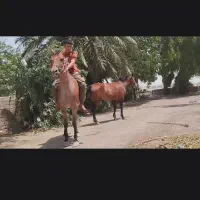 اسب مادیون تازه زایمان کرده