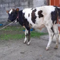 سه راس گوساله ماده لیشه گاو|حیوانات مزرعه|رشت, پل تالشان|دیوار