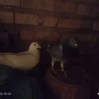 فروش کفتر عتیقه پلاکی بهبهانی|پرنده|سپیدان, |دیوار