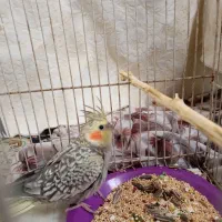 جوجه عروس هلندی|پرنده|شاندیز, |دیوار