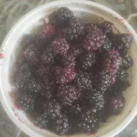 شاه توت