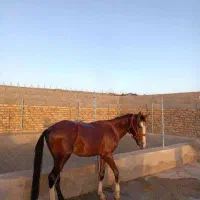 اسب عرب مصری