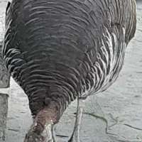 فروش ۲عدد بوقلمون نر و ماده