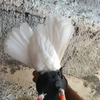 زیل دمسفید ماده جوان
