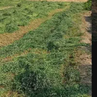 پرسه یونجه|خدمات باغبانی و درختکاری|رودخانه, |دیوار