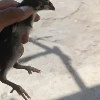 جوجه لاری
