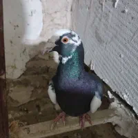 کفتر|پرنده|طرقبه, |دیوار