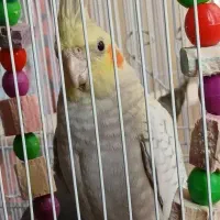 فروش فوری جوجه عروس هلندی