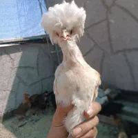 جوجه لاری برهما گلپایگان لهستانی جنگلی و دورگه|حیوانات مزرعه|مشهد, شهید احمدی روشن|دیوار