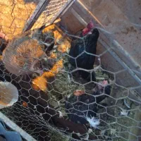 تعدادی  کبوتر و   پنج عدد مرغ و خروس|پرنده|عسگران, |دیوار