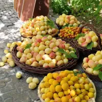 فروش حواله شاهین GL