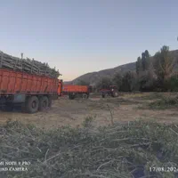 خرید و قطع درخت و چوب|خدمات باغبانی و درختکاری|کرمانشاه, |دیوار