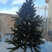 درخت کاج تزیینی  ( کریسمس)|گل مصنوعی|بن, |دیوار