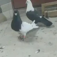 رنگی کفتر کلسفید|پرنده|قم, باغ کرباسی|دیوار