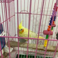 عروس ماده لوتینو خوشکل