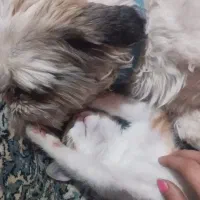 واگذاری سگ شیتزوفلت