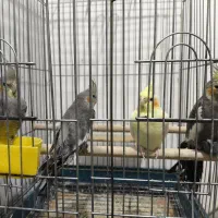 عروس هلندی و قناری رسمی بلند