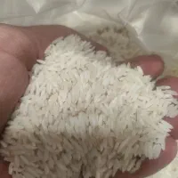 برنج هاشمی امساله درجه ۱