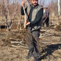 بهترین زمان خرید نهال گردو|خدمات باغبانی و درختکاری|شهرکرد, |دیوار