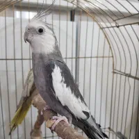 عروس هلندی