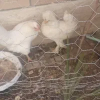 مرغ محلی|حیوانات مزرعه|فولادشهر, C1|دیوار