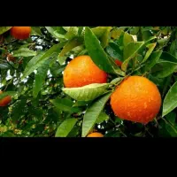 کارگر برای باغ پرتقال  می‌خوام