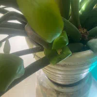 گیاه|گل و گیاه طبیعی|پردیس, فاز ۲|دیوار