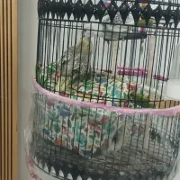 فروش عروس هلندی باهوش.