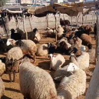 میشه وبره داشتی