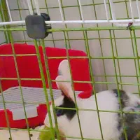 خرگوش زیبا سالم بازیگوش