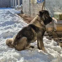 سگ سرابی|سگ|اصفهان, عباسآباد|دیوار