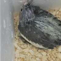 جوجه عروس هلندی