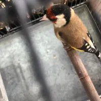 سهره درجه یک به شرط (کوار)