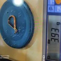 طلا فروشی رضا|جواهرات|اسلامشهر, شهرک واوان|دیوار