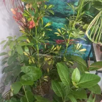 باقیمانده گلهای اپارتمانی فقط ۱۷۰|گل و گیاه طبیعی|شهرکرد, |دیوار