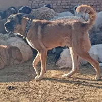 سگ گله و نگهبان|سگ|سبزوار, رباط|دیوار