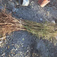 انواع نهال و درخت تک و عمده موجود|خدمات باغبانی و درختکاری|خمینیشهر, |دیوار