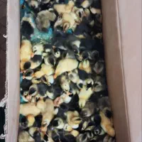 جوجه اردک محلی و دورگه