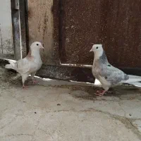 کفتر قلاقی شازده