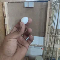 یه جفت مرغ عروس آلبینو و لوتینو جفت شده تخم گذار|پرنده|کاشان, شهدا|دیوار