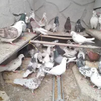 کفتر پرشی خوب