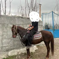 اسب شناسنامه‌دار|اسب و تجهیزات اسب‌سواری|کرمانشاه, |دیوار