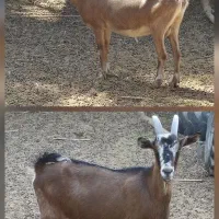 بز دورگ آلپاین سانن خالص