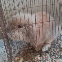 خرگوش زرنگ باهوش